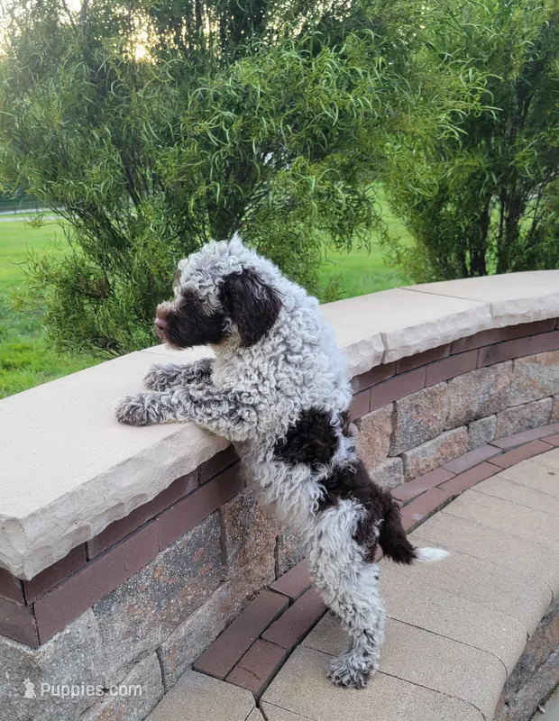 Cornhusker – Portuguese Water Dog puppy for sale in Sugarcreek, OH