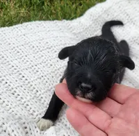 Eagle, a male Portuguese Water Dog for sale in Sugarcreek, OH – 1 of 8