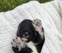 Eagle, a male Portuguese Water Dog for sale in Sugarcreek, OH – 7 of 8
