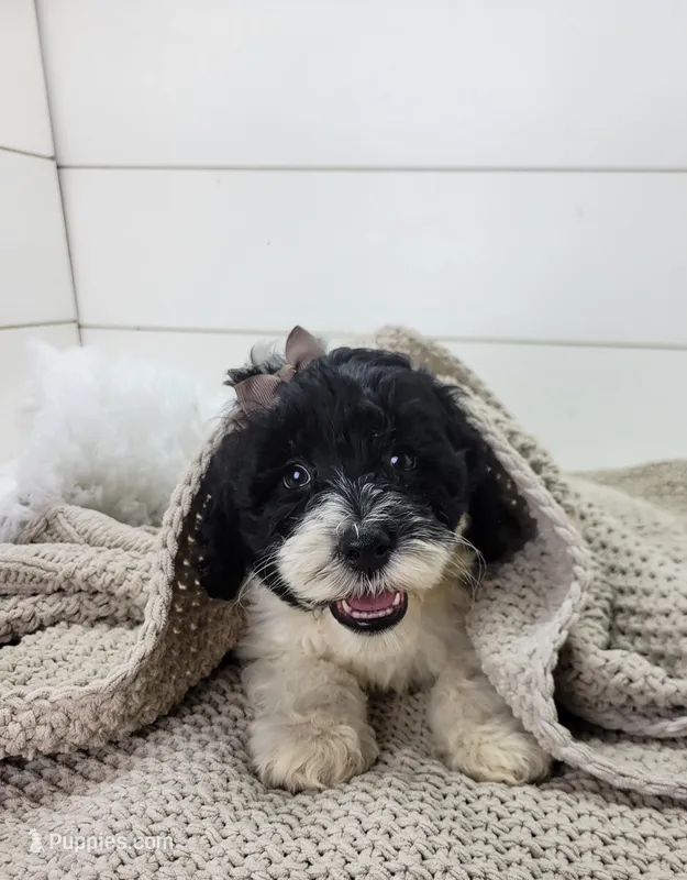 Aria – Portuguese Water Dog puppy for sale in Sugarcreek, OH