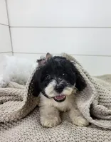 Aria, a female Portuguese Water Dog for sale in Sugarcreek, OH – Photo 3 of 4