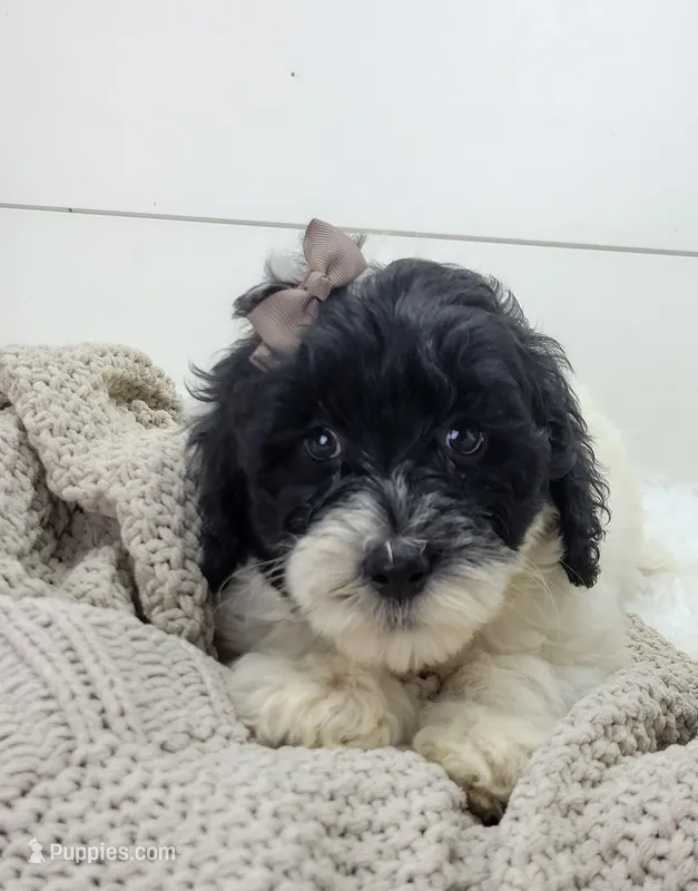Aria – Portuguese Water Dog puppy for sale in Sugarcreek, OH