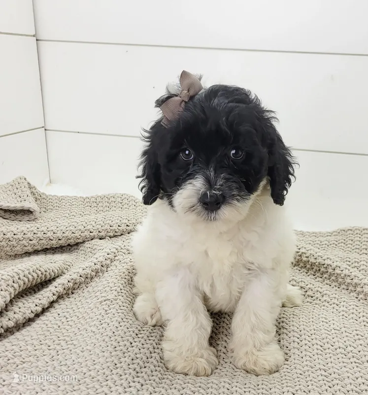 Aria, a female Portuguese Water Dog for sale in Sugarcreek, OH – Photo 1 of 4