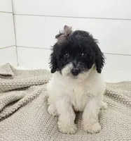 Aria, a female Portuguese Water Dog for sale in Sugarcreek, OH – Photo 1 of 4