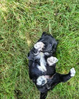 Autumn, a  Portuguese Water Dog for sale in Sugarcreek, OH – 5 of 5