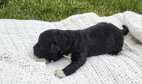Eagle, a male Portuguese Water Dog for sale in Sugarcreek, OH – 6 of 8