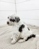 Commodore, a male Portuguese Water Dog for sale in Sugarcreek, OH – 7 of 7