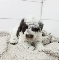 Commodore, a male Portuguese Water Dog for sale in Sugarcreek, OH – 2 of 7