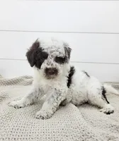 Commodore, a male Portuguese Water Dog for sale in Sugarcreek, OH – 3 of 7