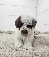 Commodore, a male Portuguese Water Dog for sale in Sugarcreek, OH – 4 of 7