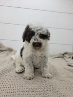 Commodore, a male Portuguese Water Dog for sale in Sugarcreek, OH – 6 of 7