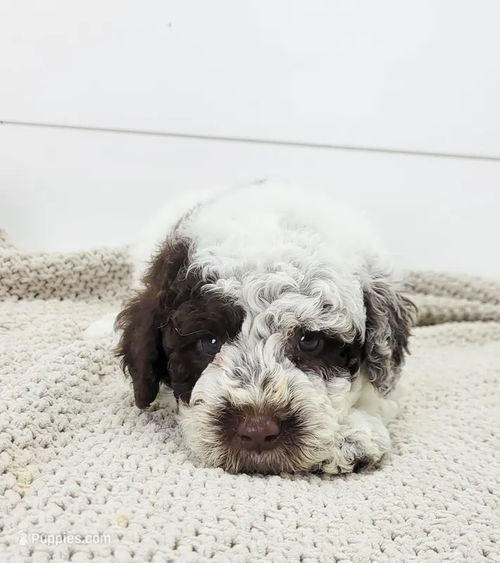 Commodore – Portuguese Water Dog puppy for sale in Sugarcreek, OH
