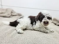 Commodore, a male Portuguese Water Dog for sale in Sugarcreek, OH – 5 of 7