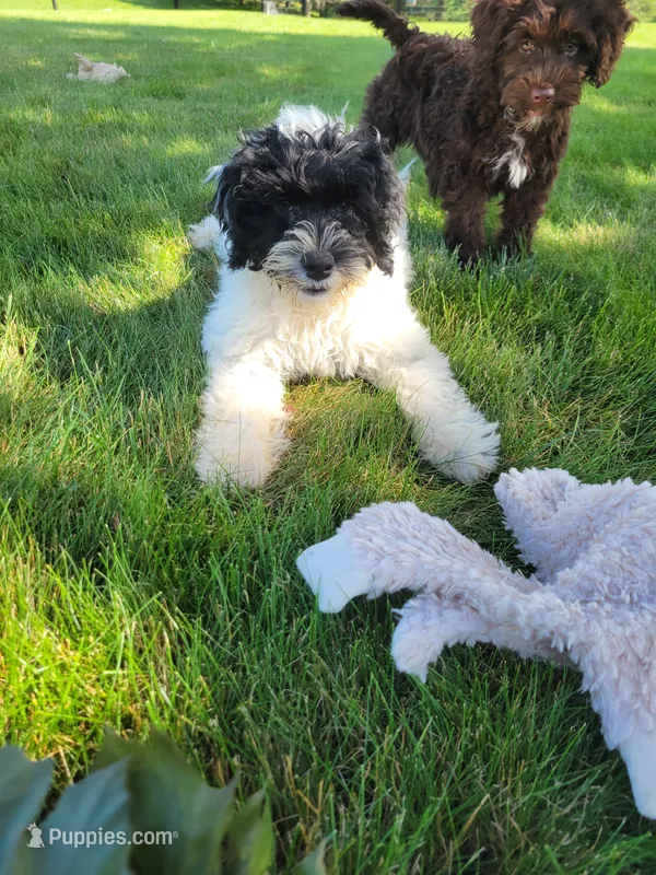 Aria – Portuguese Water Dog puppy for sale in Sugarcreek, OH