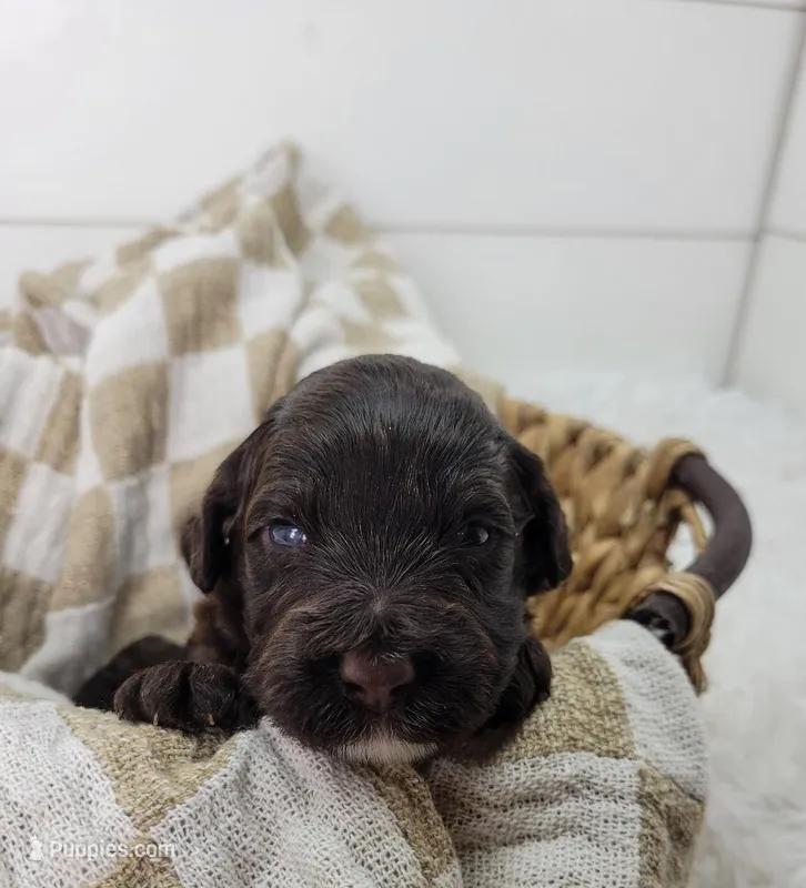 Hawkeye – Portuguese Water Dog puppy for sale in Sugarcreek, OH