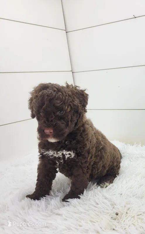Hawkeye – Portuguese Water Dog puppy for sale in Sugarcreek, OH