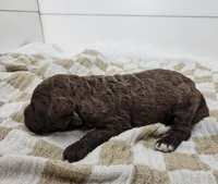 Hawkeye, a male Portuguese Water Dog for sale in Sugarcreek, OH – Photo 2 of 3