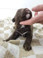 Hawkeye, a male Portuguese Water Dog for sale in Sugarcreek, OH – Photo 1 of 3