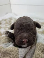 Hawkeye, a male Portuguese Water Dog for sale in Sugarcreek, OH – Photo 3 of 3