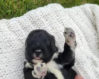 Eagle, a male Portuguese Water Dog for sale in Sugarcreek, OH – 5 of 8