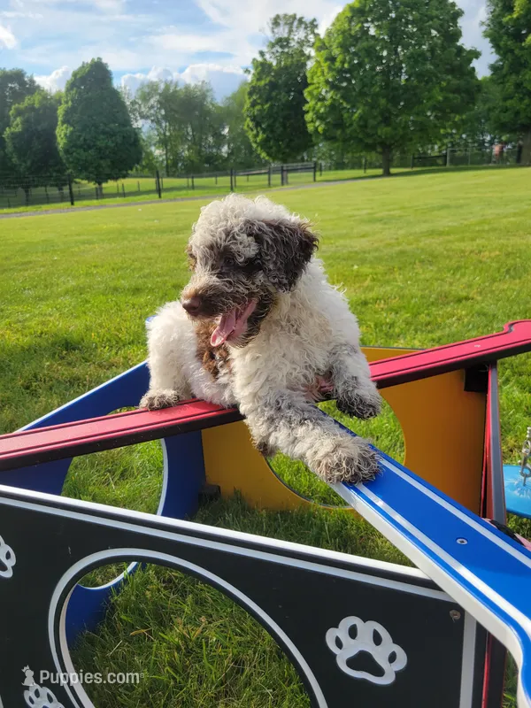 Commodore – Portuguese Water Dog puppy for sale in Sugarcreek, OH
