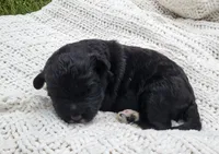 Eagle, a male Portuguese Water Dog for sale in Sugarcreek, OH – 4 of 8