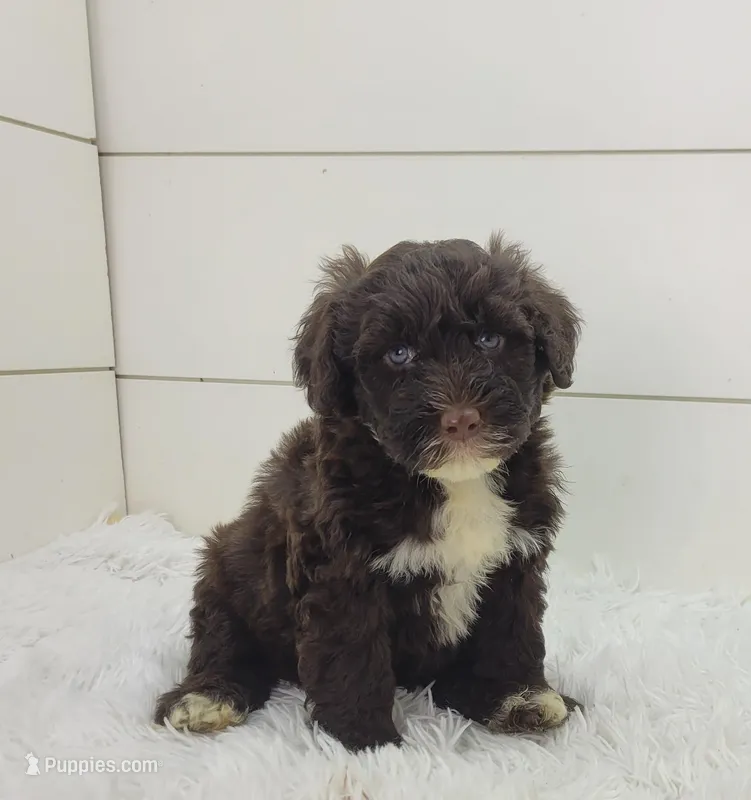 Valente – Portuguese Water Dog puppy for sale in Sugarcreek, OH