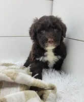 Valente, a male Portuguese Water Dog for sale in Sugarcreek, OH – Photo 2 of 3