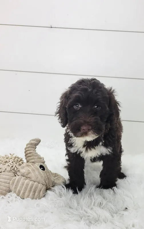 Valente – Portuguese Water Dog puppy for sale in Sugarcreek, OH