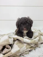 Valente, a male Portuguese Water Dog for sale in Sugarcreek, OH – Photo 3 of 3