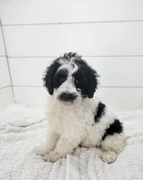 Zara, a female Portuguese Water Dog for sale in Sugarcreek, OH – Photo 3 of 3