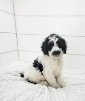 Zara, a female Portuguese Water Dog for sale in Sugarcreek, OH – Photo 2 of 3