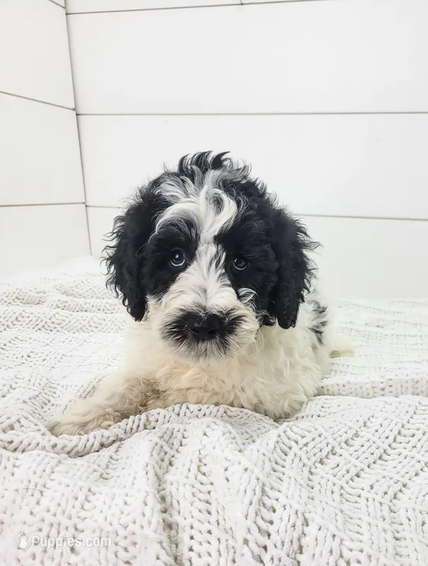 Zara, a female Portuguese Water Dog for sale in Sugarcreek, OH – Photo 1 of 3