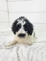 Zara, a female Portuguese Water Dog for sale in Sugarcreek, OH – Photo 1 of 3