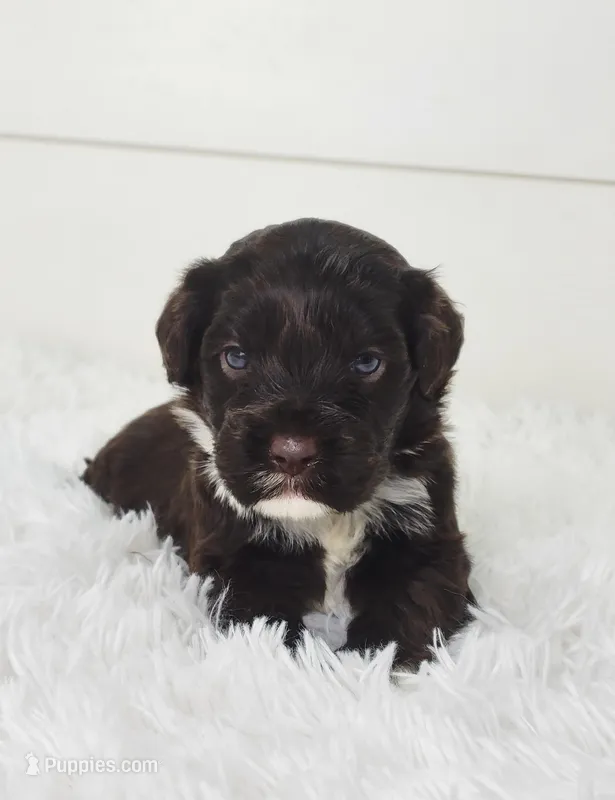 Connor – Portuguese Water Dog puppy for sale in Sugarcreek, OH