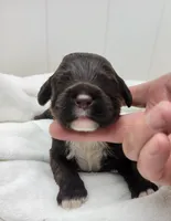 Connor, a male Portuguese Water Dog for sale in Sugarcreek, OH – Photo 1 of 4