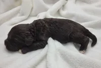 Connor, a male Portuguese Water Dog for sale in Sugarcreek, OH – Photo 3 of 4