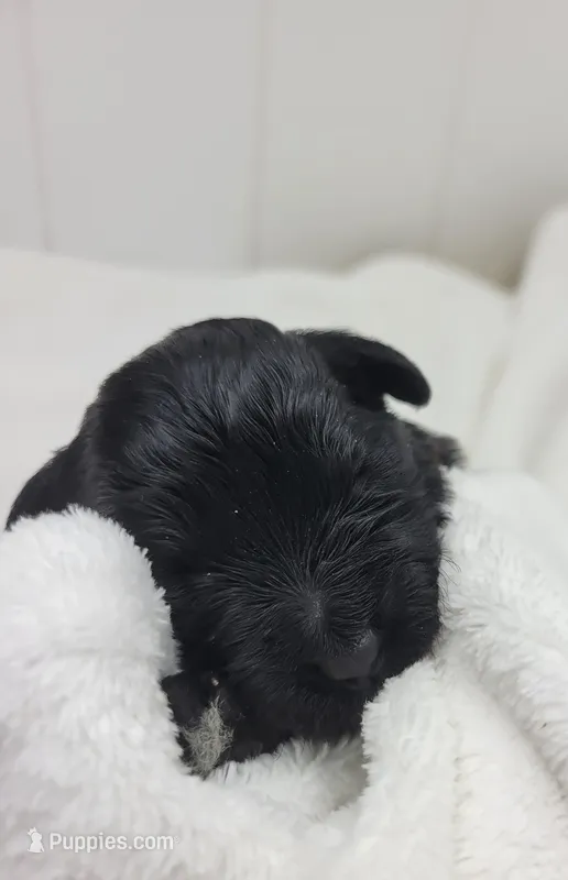 Ilia – Portuguese Water Dog puppy for sale in Sugarcreek, OH