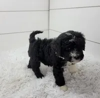 Bruno, a male Portuguese Water Dog for sale in Sugarcreek, OH – Photo 4 of 4