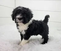 Bruno, a male Portuguese Water Dog for sale in Sugarcreek, OH – Photo 3 of 4