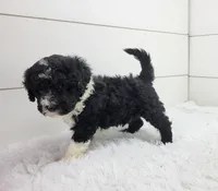 Bruno, a male Portuguese Water Dog for sale in Sugarcreek, OH – Photo 2 of 4