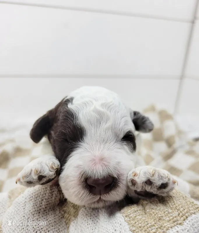 Commodore – Portuguese Water Dog puppy for sale in Sugarcreek, OH