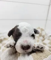 Commodore, a male Portuguese Water Dog for sale in Sugarcreek, OH – Photo 1 of 4
