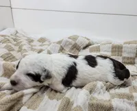 Commodore, a male Portuguese Water Dog for sale in Sugarcreek, OH – Photo 3 of 4