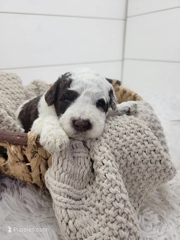 Commodore – Portuguese Water Dog puppy for sale in Sugarcreek, OH