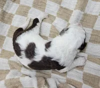 Commodore, a male Portuguese Water Dog for sale in Sugarcreek, OH – Photo 4 of 4