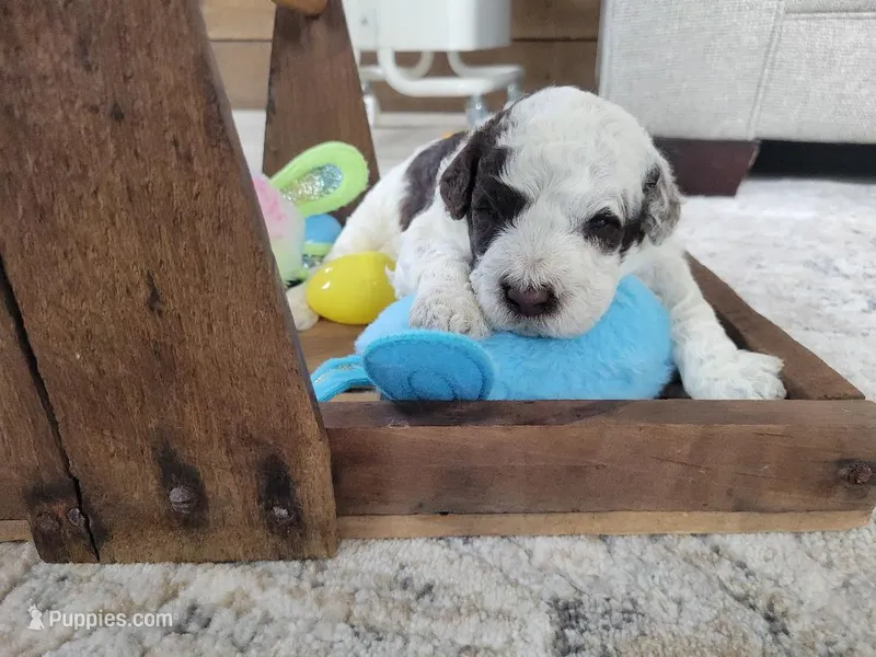 Commodore – Portuguese Water Dog puppy for sale in Sugarcreek, OH