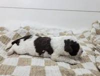 Commodore, a male Portuguese Water Dog for sale in Sugarcreek, OH – Photo 2 of 4