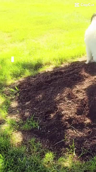 Aria, a female Portuguese Water Dog for sale in Sugarcreek, OH – 2 of 10