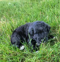 Autumn, a  Portuguese Water Dog for sale in Sugarcreek, OH – 3 of 5